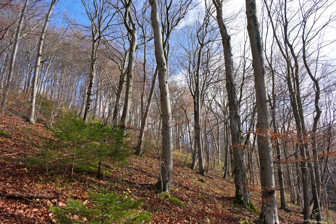 تقنيات الشفاء بالتنفس: دليل شامل لتحرير طاقتك الداخلية — رشا برهان
