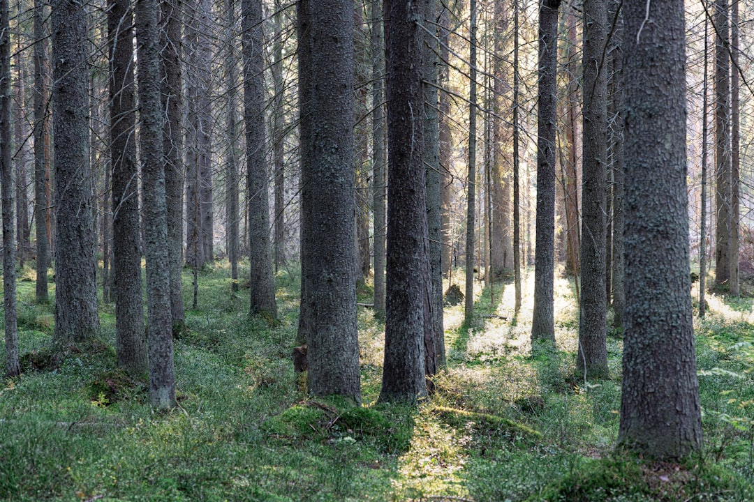 شاكرا الجذر: كيف تقويها وتشعر بالأمان — رشا برهان