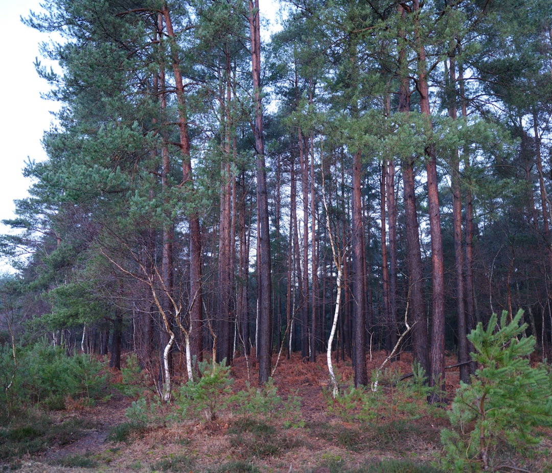 كيف تؤثر الطاقة الجماعية على روحك؟ — رشا برهان