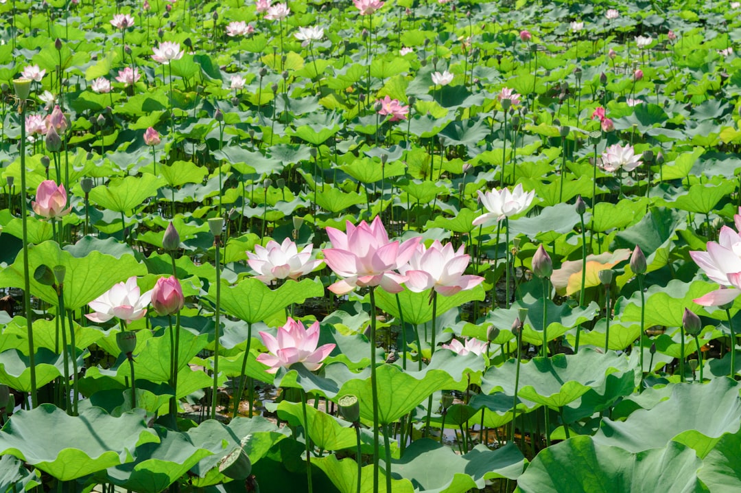 كيف تختار الكريستال المناسب لشفائك — رشا برهان