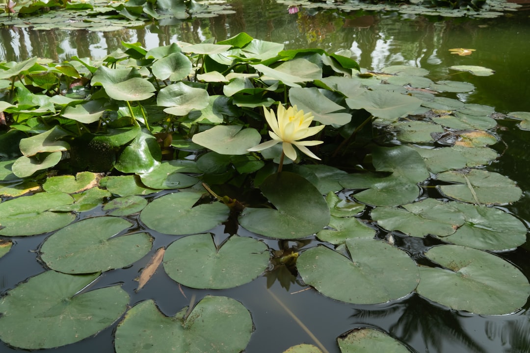 كيف تؤثر أفكارك السلبية على طاقتك الكلية — رشا برهان