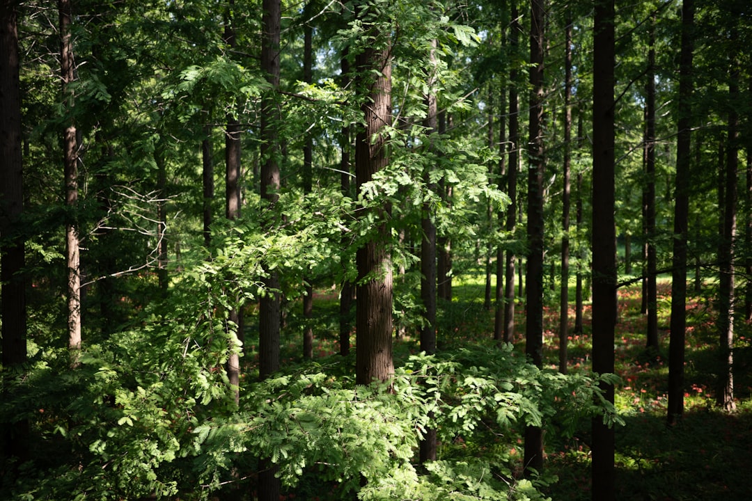 كيف تقرأ أحلامك كرسائل طاقية — رشا برهان