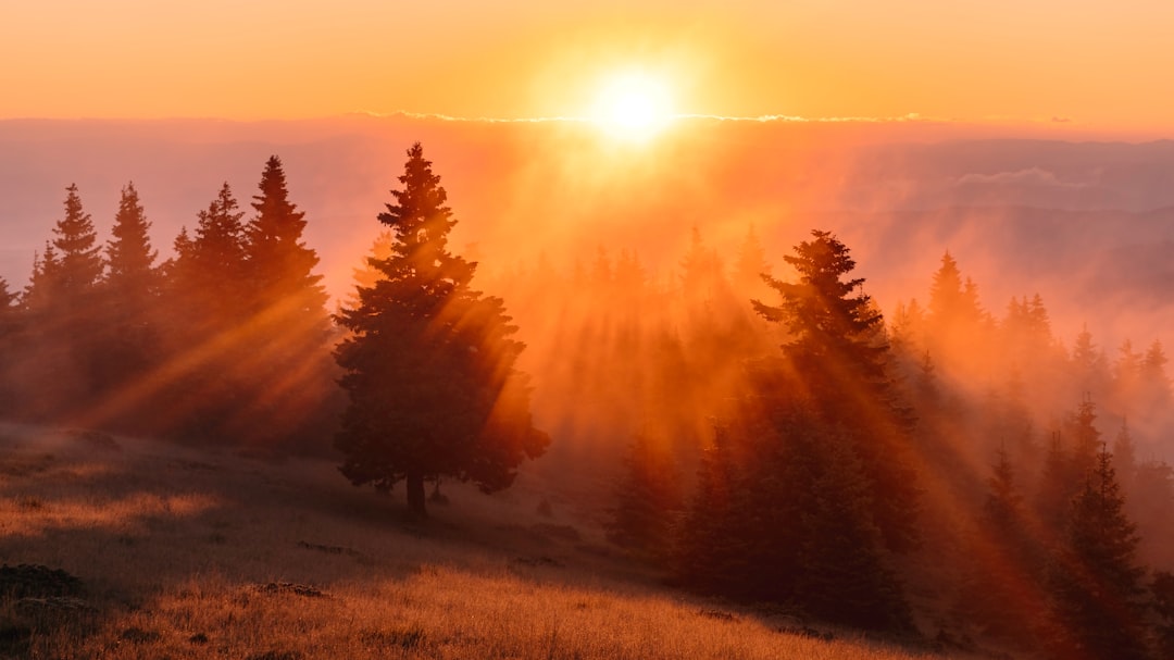 البخور والأعشاب في تطهير الطاقة: دليل شامل — رشا برهان